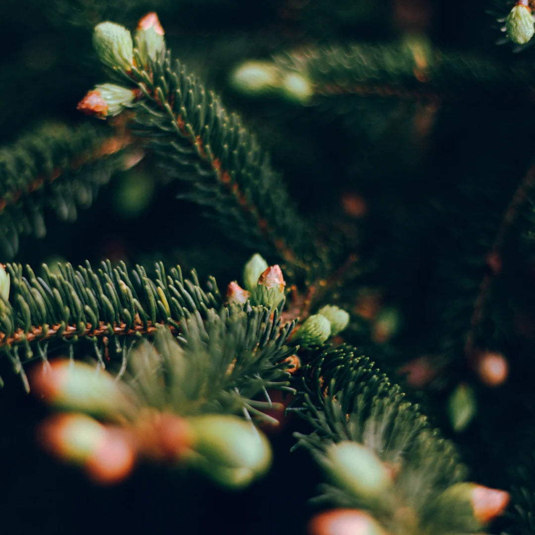 Christmas Mini Reed Diffuser