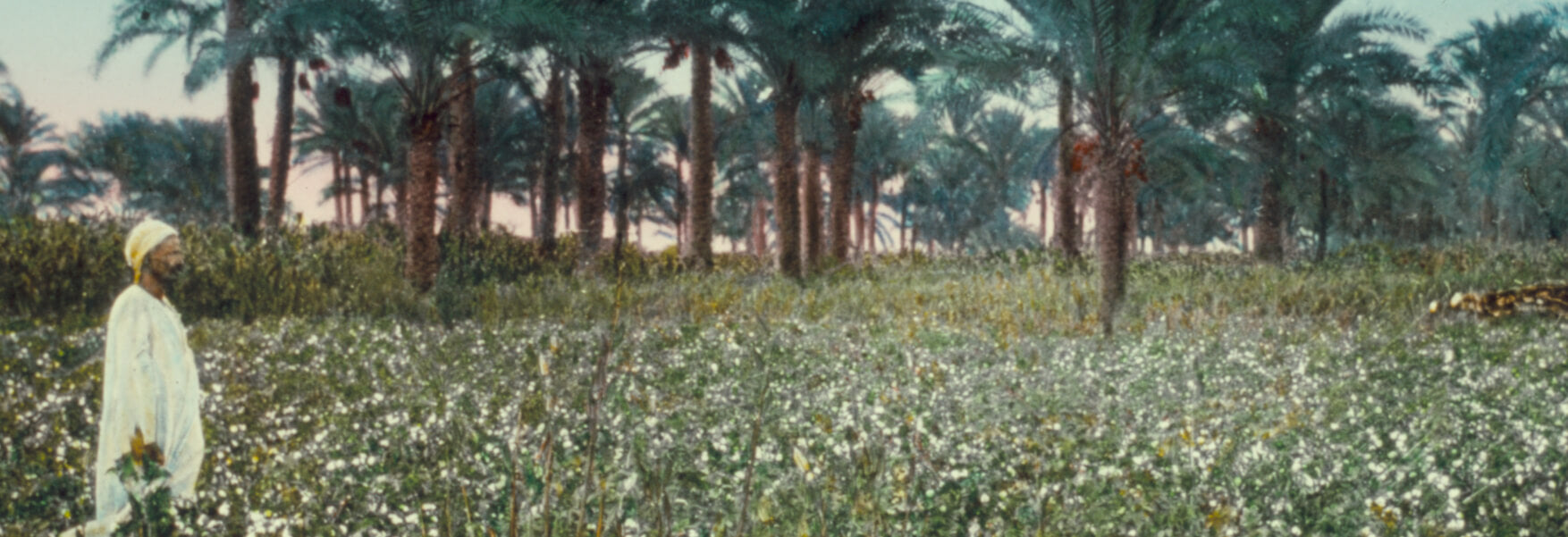 Egyptian cotton bed linen