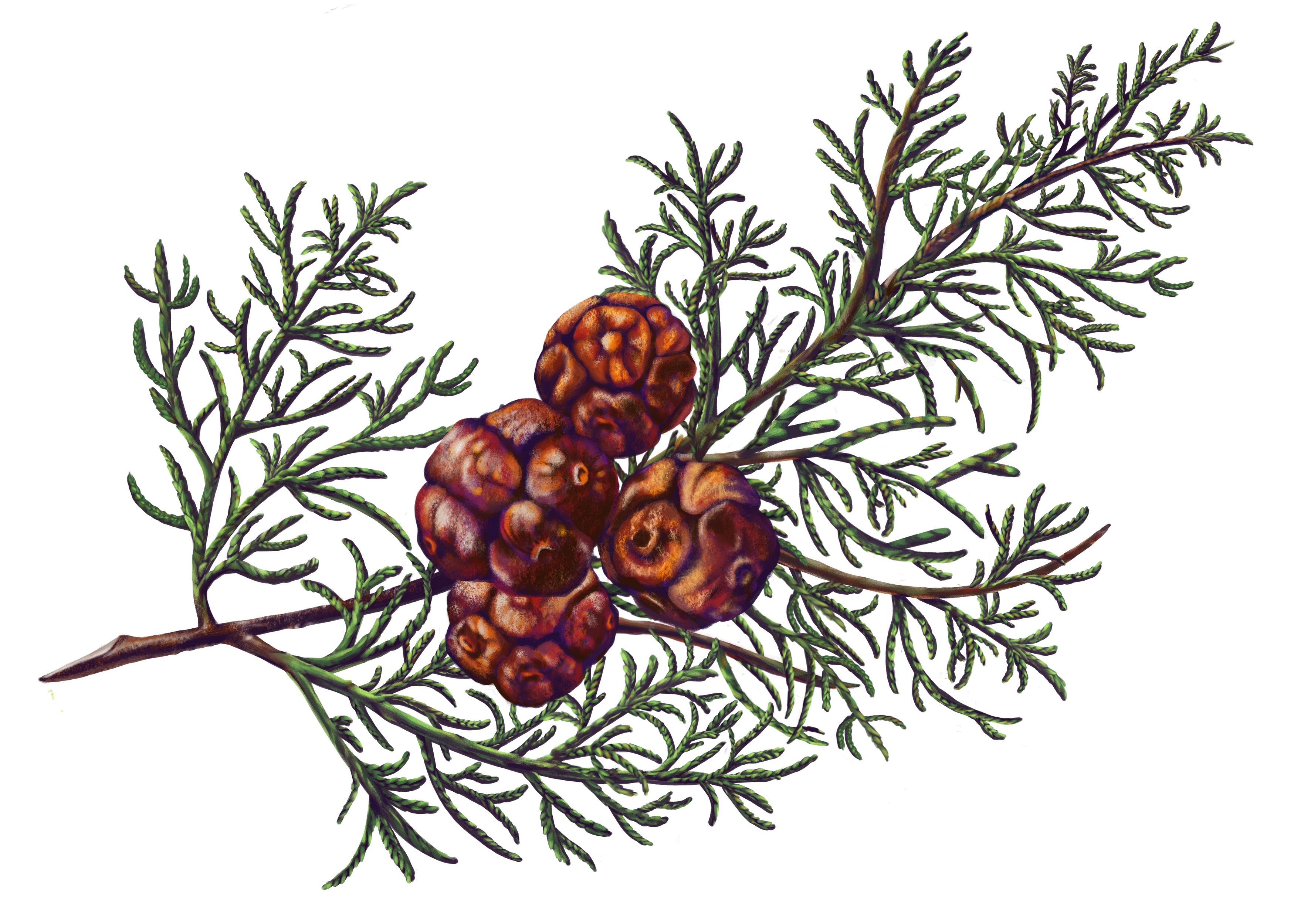 Carrière Frères Botanical Palets (2x 55g)