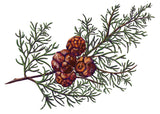 Bougies Parfumées Carrière Frères (185g)